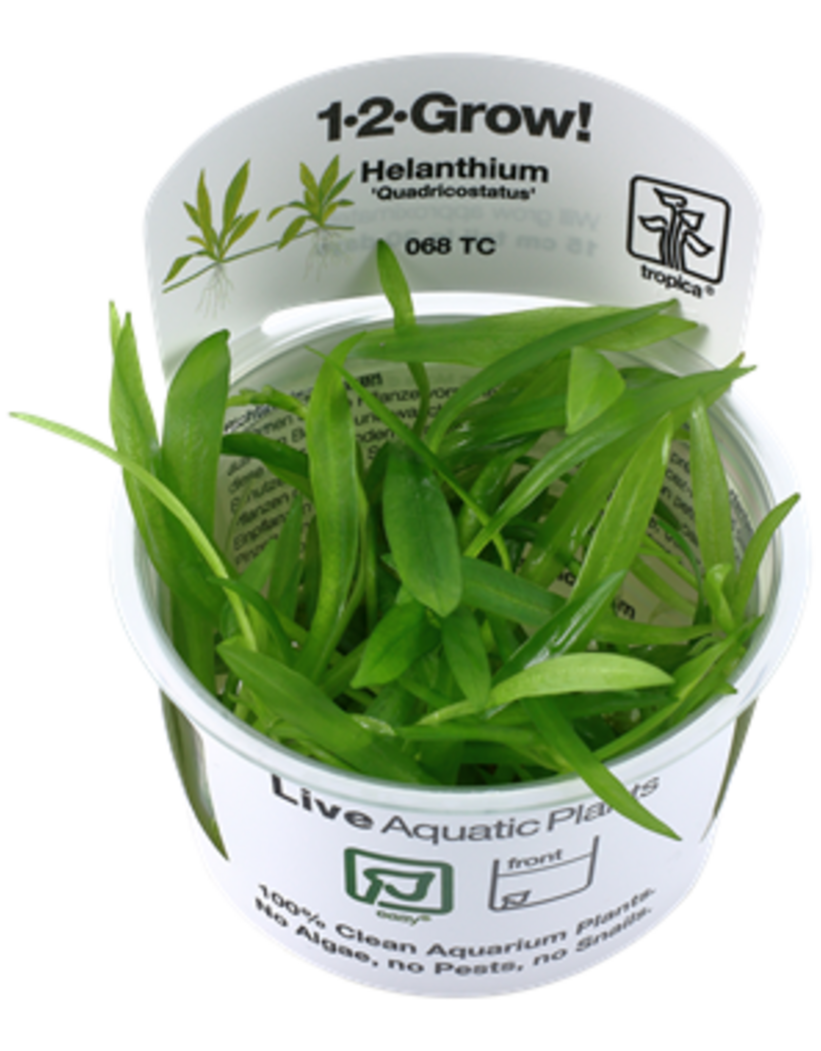 Tropica 1-2-GROW! Helanthium bolivianum 'Quadricostatus'