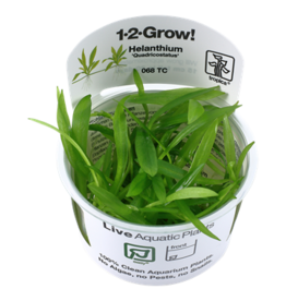 Tropica 1-2-GROW! Helanthium bolivianum 'Quadricostatus'