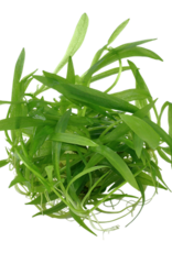 Tropica 1-2-GROW! Helanthium bolivianum 'Quadricostatus'