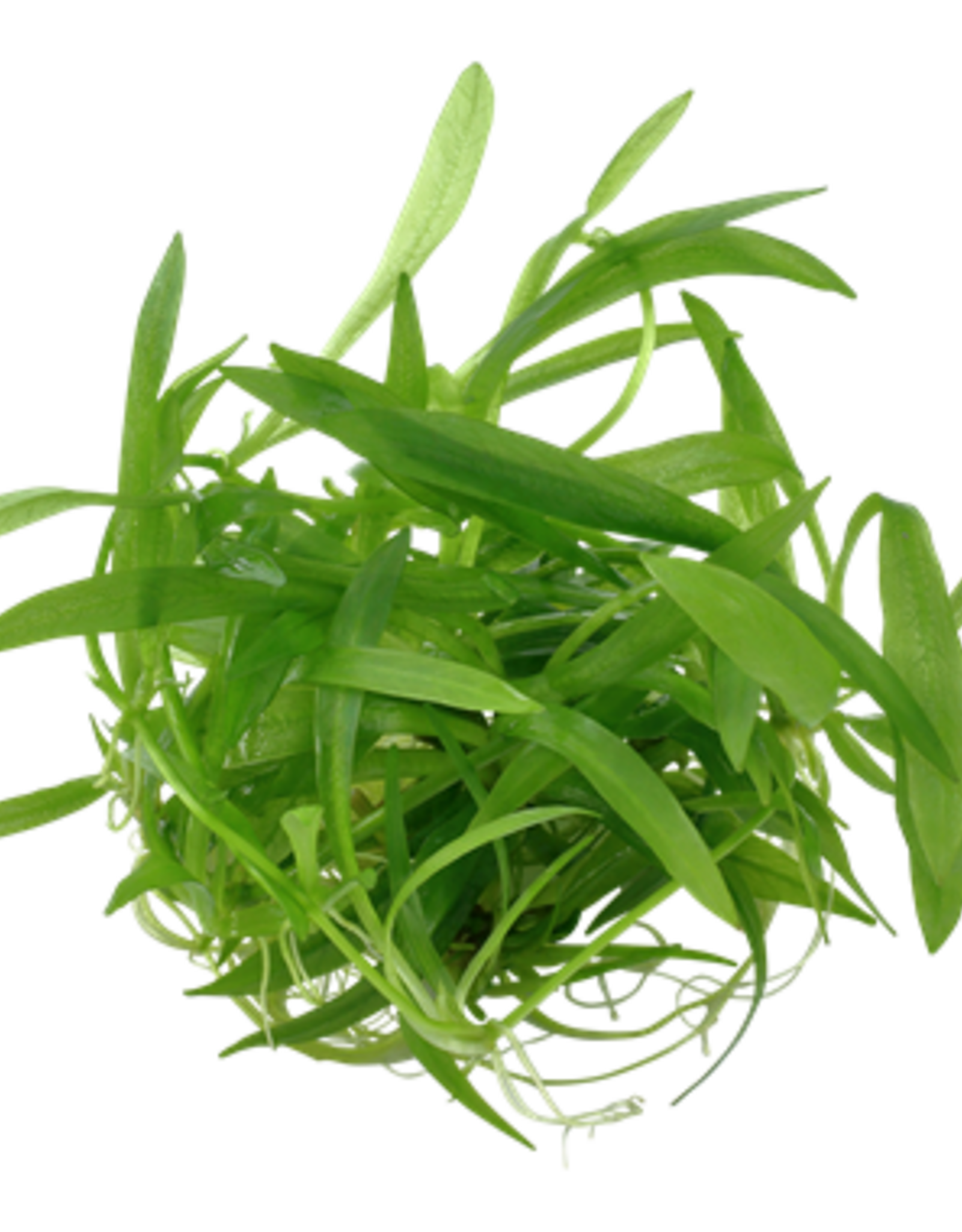 Tropica 1-2-GROW! Helanthium bolivianum 'Quadricostatus'