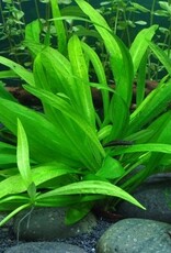 Tropica 1-2-GROW! Helanthium bolivianum 'Quadricostatus'