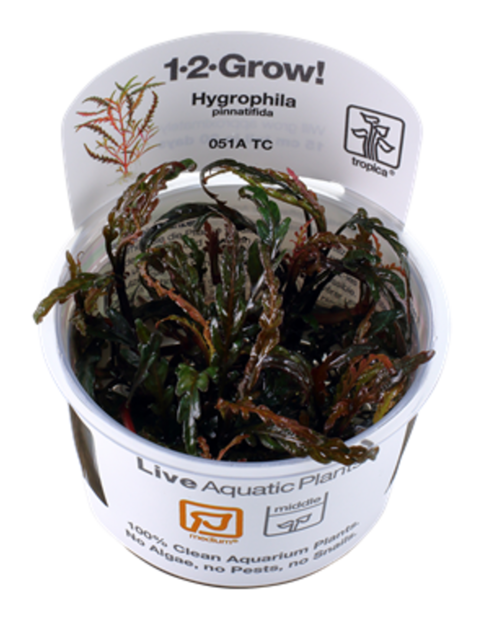 Tropica 1-2-GROW! Hygrophila pinnatifida