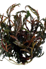 Tropica 1-2-GROW! Hygrophila pinnatifida