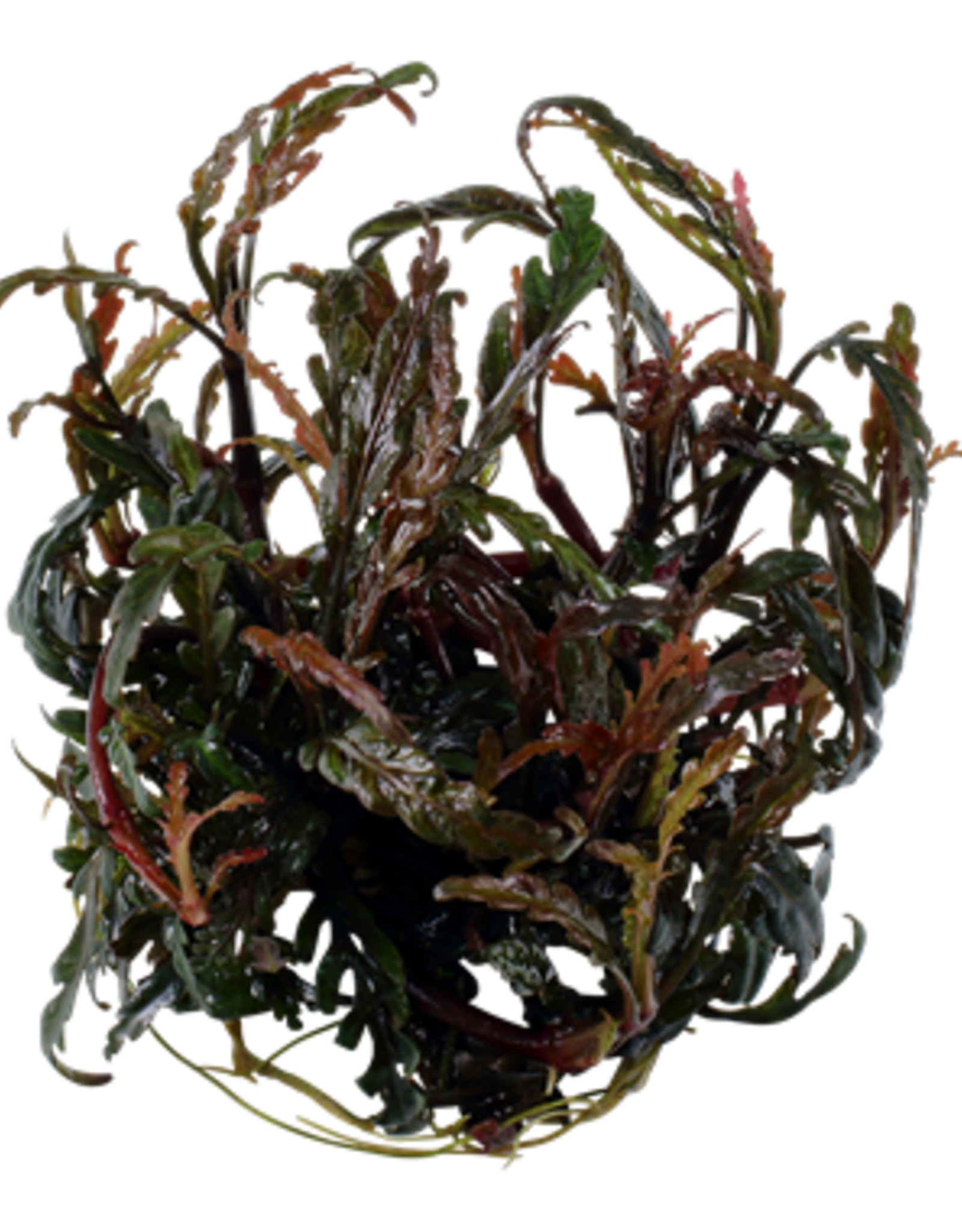 Tropica 1-2-GROW! Hygrophila pinnatifida