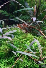 Tropica 1-2-GROW! Hygrophila pinnatifida