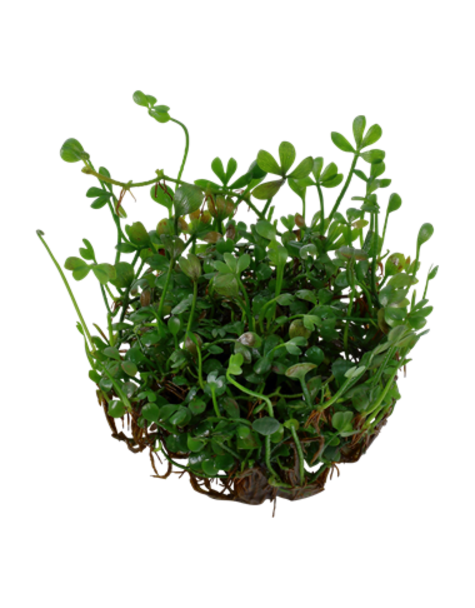 Tropica 1-2-GROW! Marsilea crenata