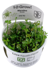 Tropica 1-2-GROW! Marsilea hirsuta
