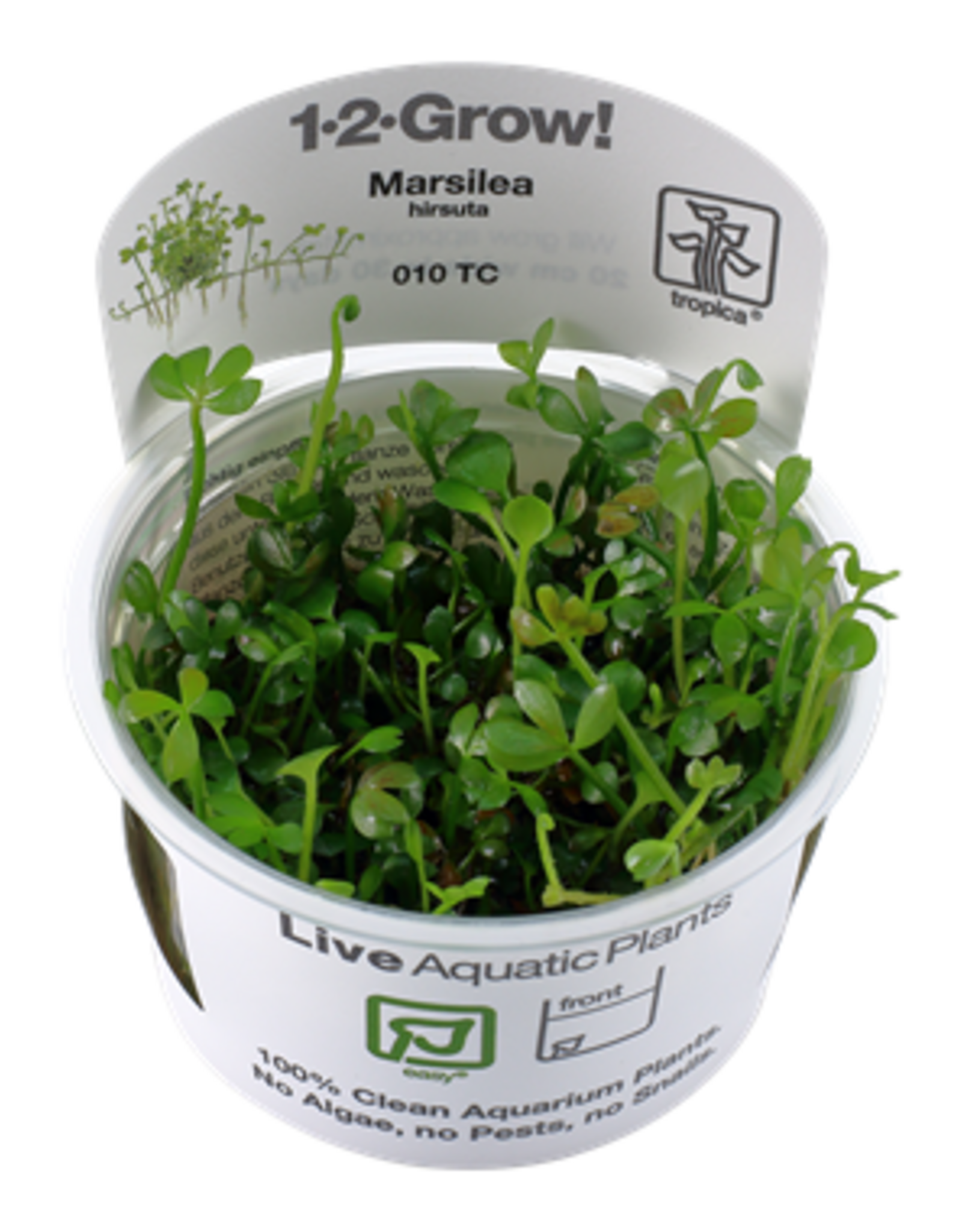 Tropica 1-2-GROW! Marsilea hirsuta