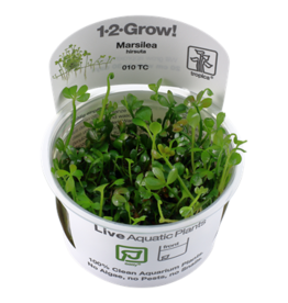Tropica 1-2-GROW! Marsilea hirsuta