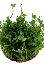 Tropica 1-2-GROW! Marsilea hirsuta