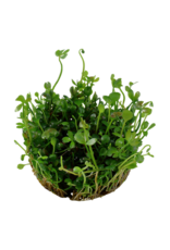 Tropica 1-2-GROW! Marsilea hirsuta