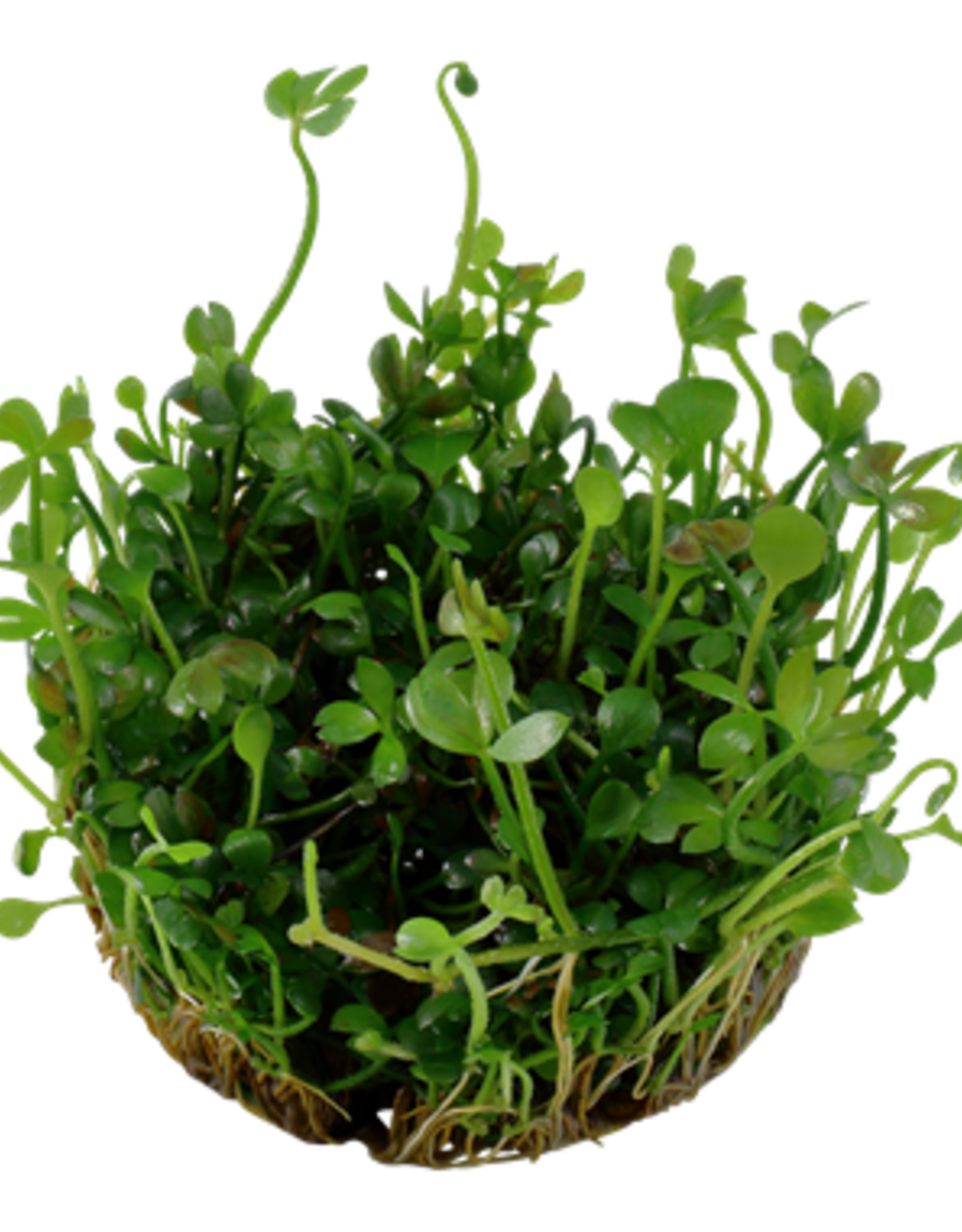 Tropica 1-2-GROW! Marsilea hirsuta