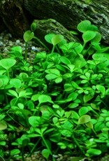 Tropica 1-2-GROW! Marsilea hirsuta