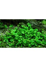 Tropica 1-2-GROW! Marsilea hirsuta