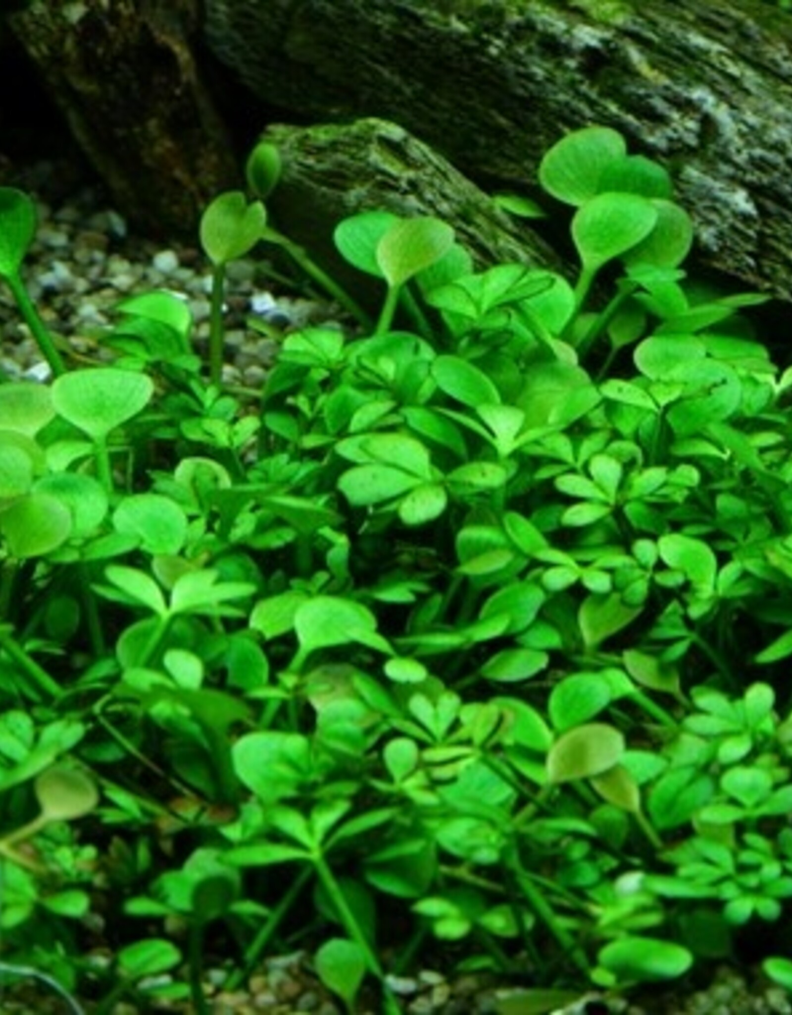 Tropica 1-2-GROW! Marsilea hirsuta
