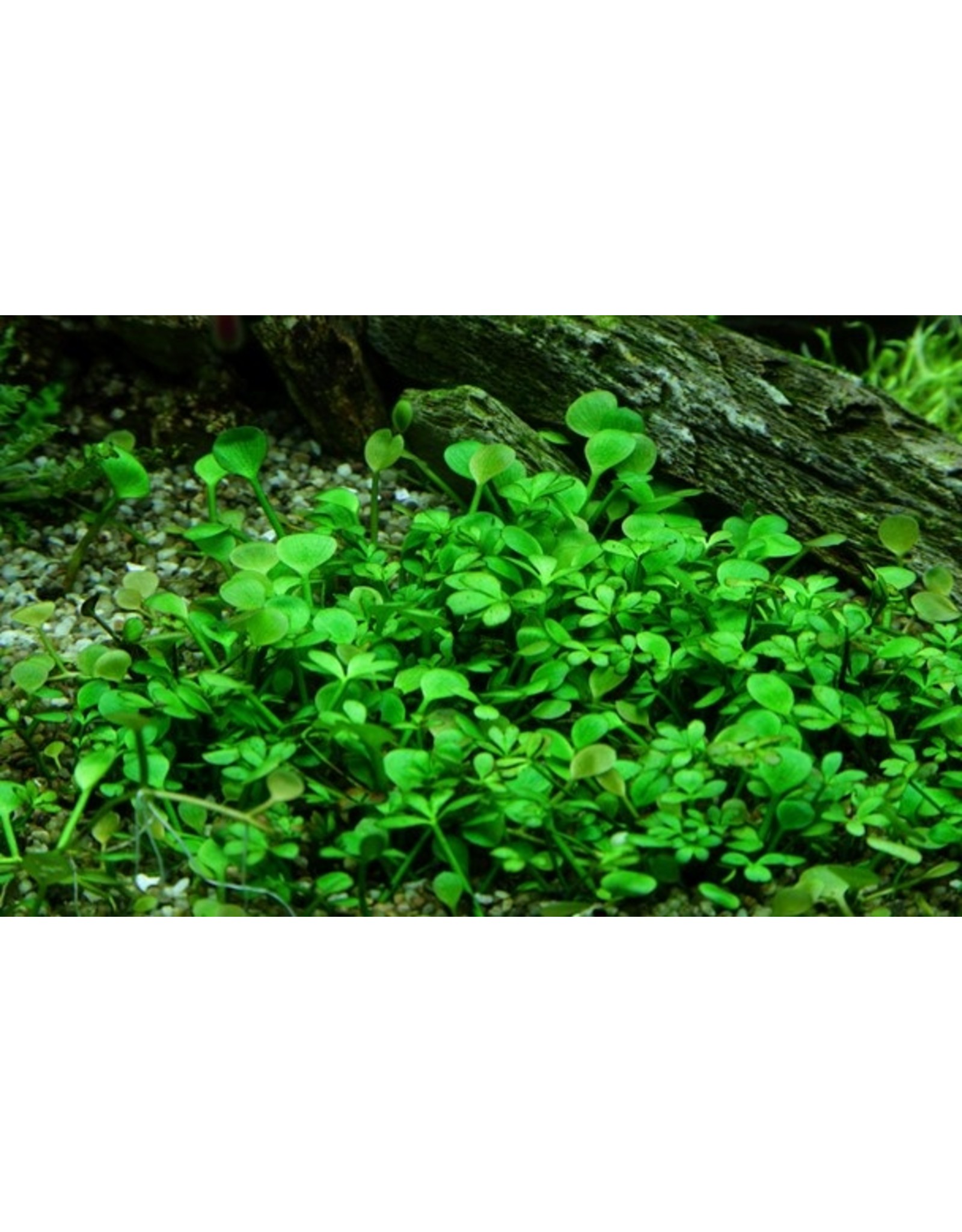 Tropica 1-2-GROW! Marsilea hirsuta