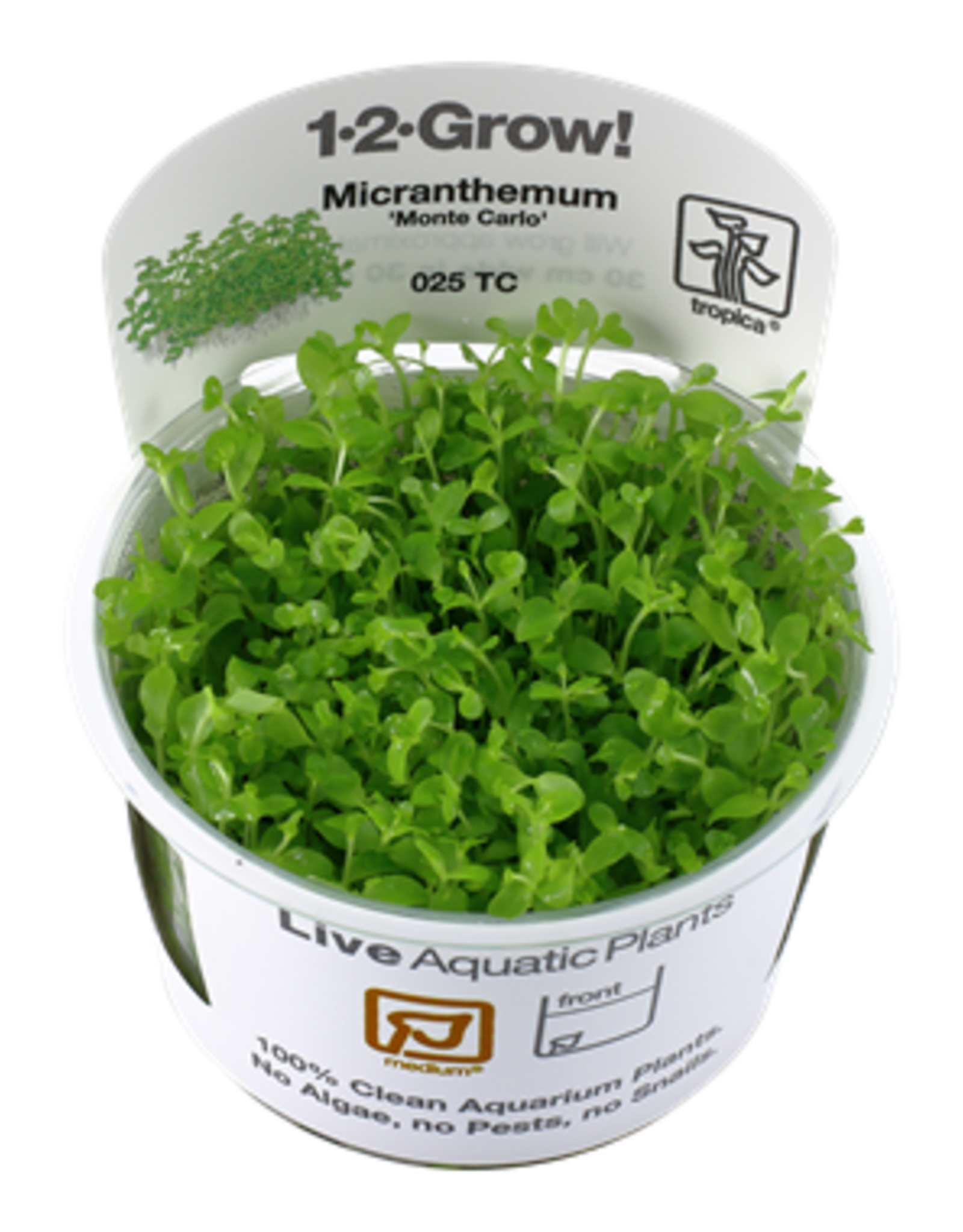Tropica 1-2-GROW! Micranthemum 'Monte Carlo'
