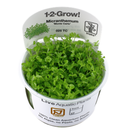 Tropica 1-2-GROW! Micranthemum 'Monte Carlo'