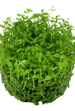 Tropica 1-2-GROW! Micranthemum 'Monte Carlo'