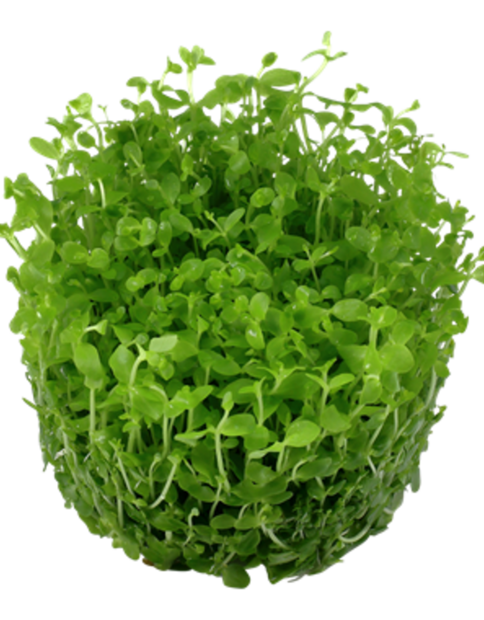 Tropica 1-2-GROW! Micranthemum 'Monte Carlo'