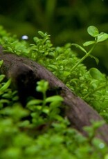 Tropica 1-2-GROW! Micranthemum 'Monte Carlo'