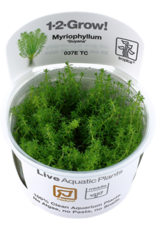 Tropica 1-2-GROW! Myriophyllum 'Guyana'