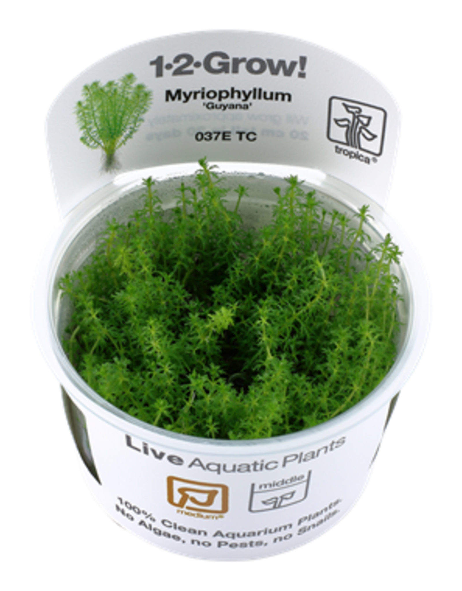 Tropica 1-2-GROW! Myriophyllum 'Guyana'