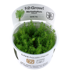 Tropica 1-2-GROW! Myriophyllum 'Guyana'