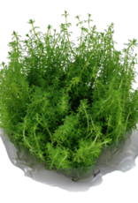 Tropica 1-2-GROW! Myriophyllum 'Guyana'