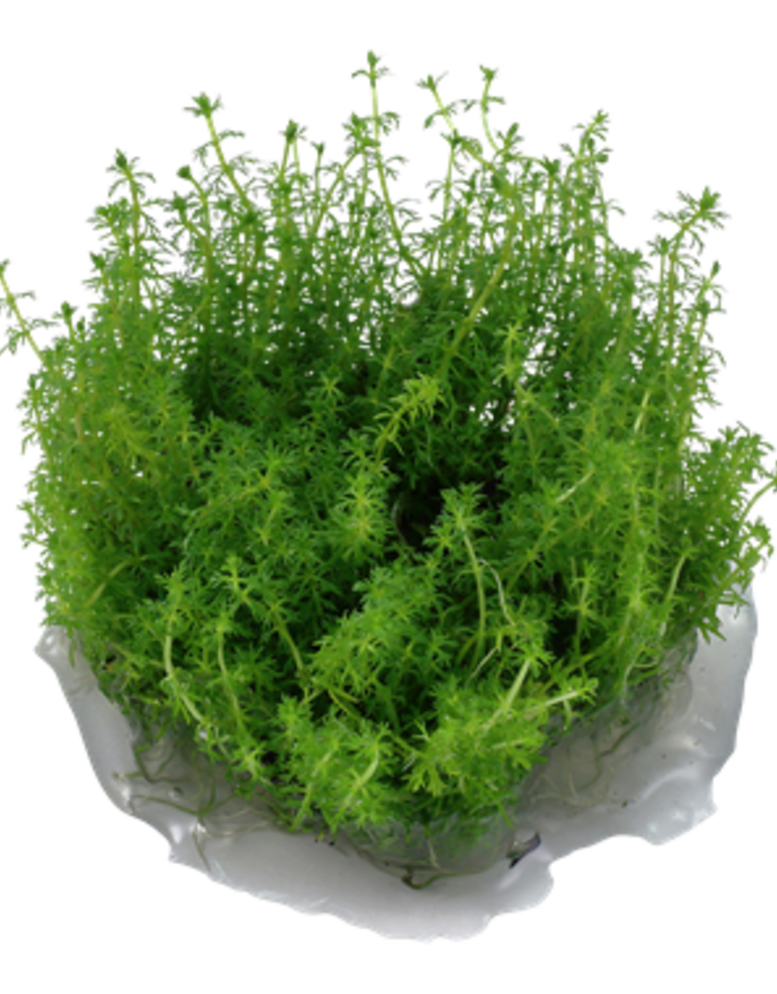 Tropica 1-2-GROW! Myriophyllum 'Guyana'