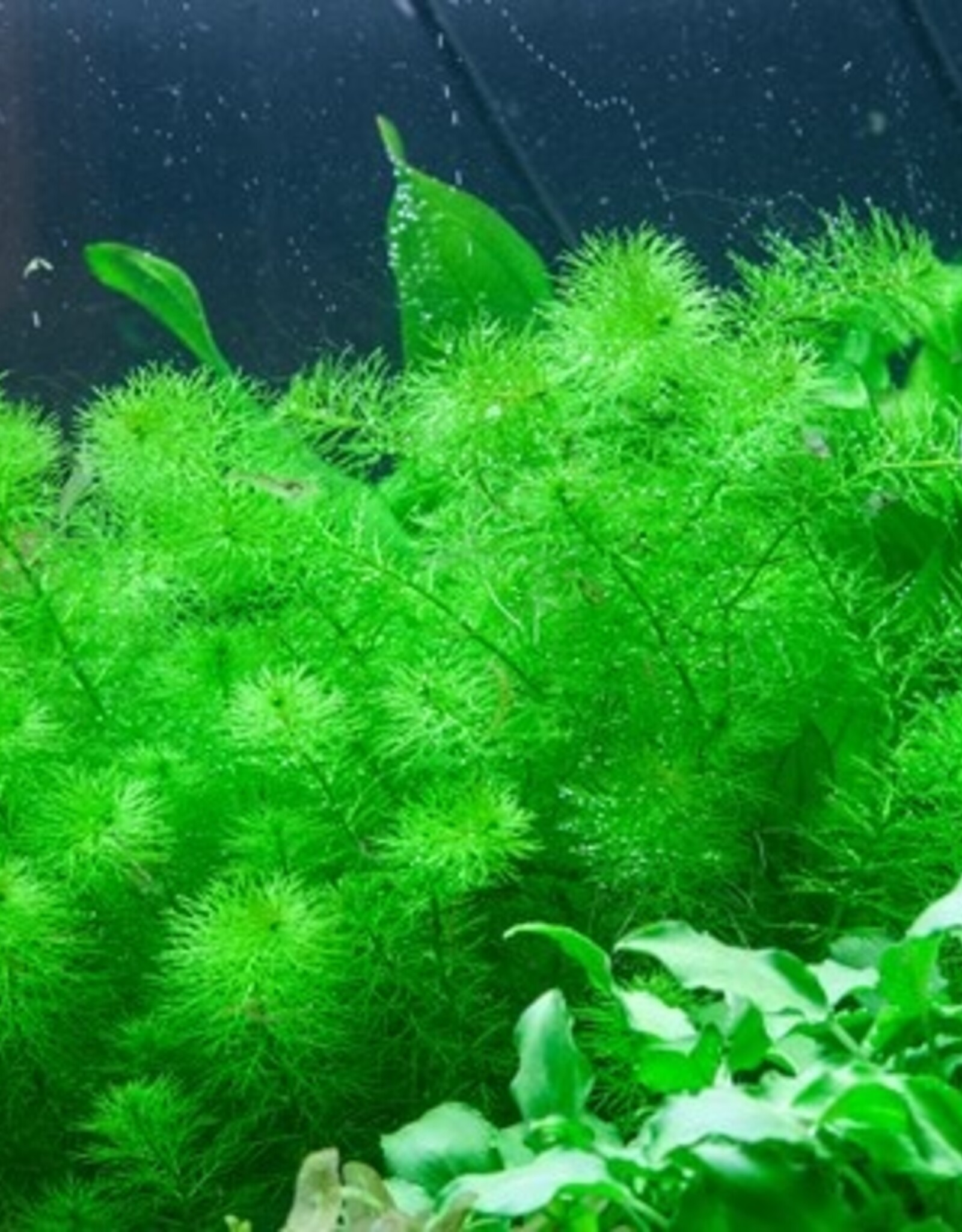 Tropica 1-2-GROW! Myriophyllum 'Guyana'