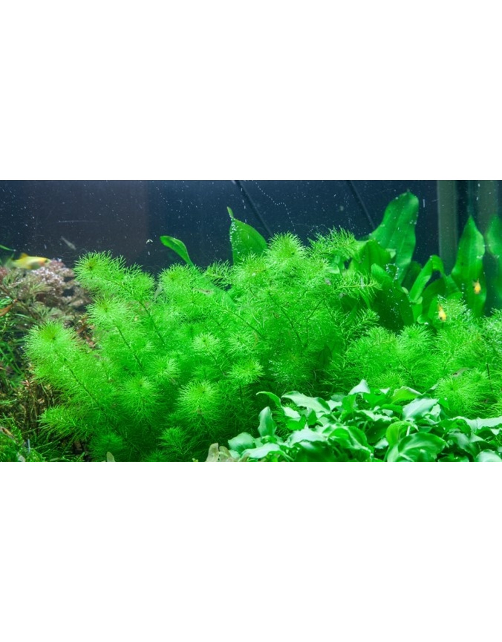 Tropica 1-2-GROW! Myriophyllum 'Guyana'