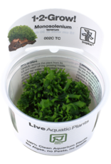 Tropica 1-2-GROW! Monosolenium tenerum