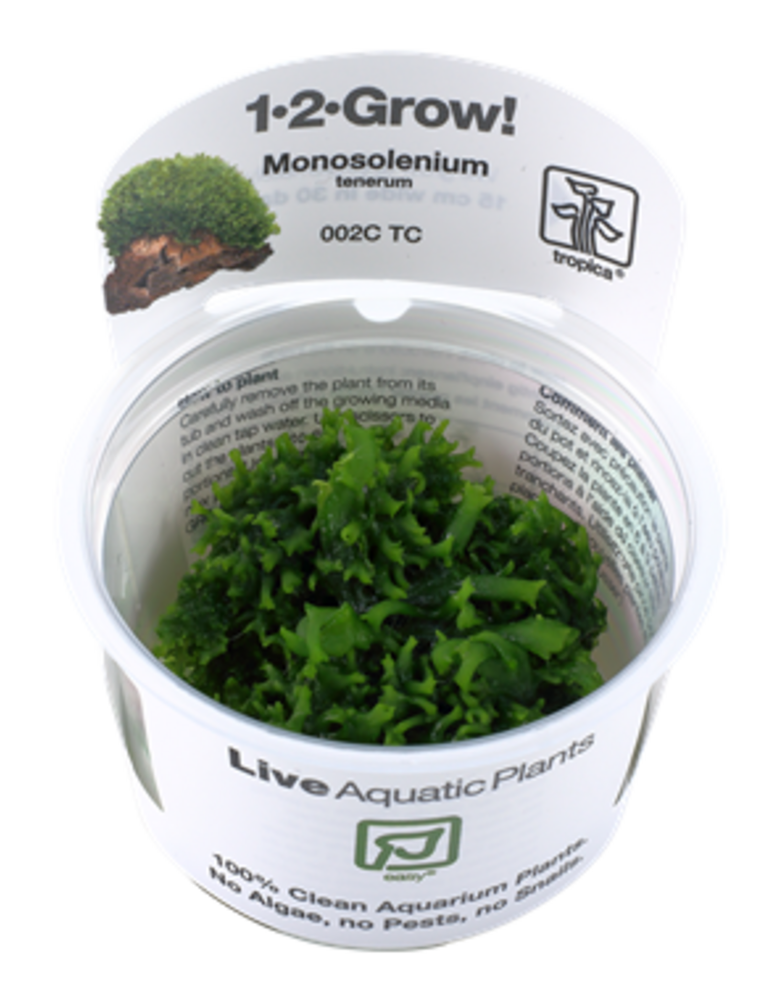 Tropica 1-2-GROW! Monosolenium tenerum