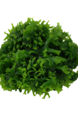 Tropica 1-2-GROW! Monosolenium tenerum