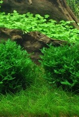 Tropica 1-2-GROW! Monosolenium tenerum