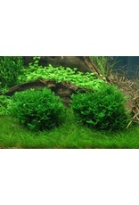 Tropica 1-2-GROW! Monosolenium tenerum