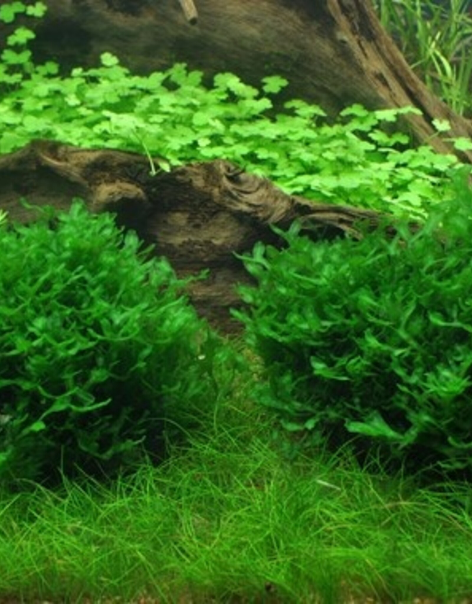 Tropica 1-2-GROW! Monosolenium tenerum