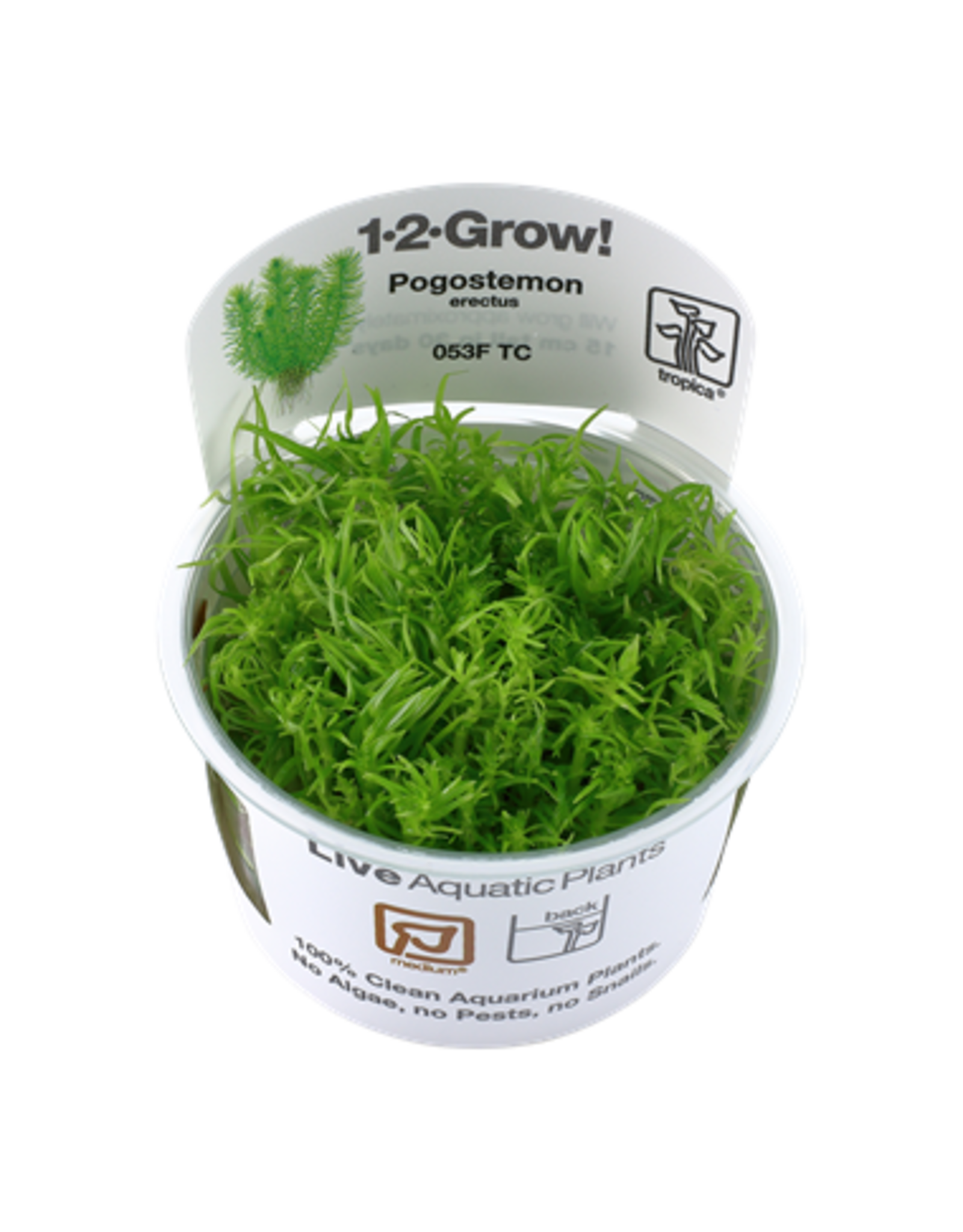 1 2 Grow Pogostemon Erectus Roger S Aquatics Pet Supplies
