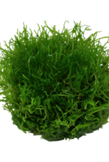 Tropica 1-2-GROW! Riccia fluitans