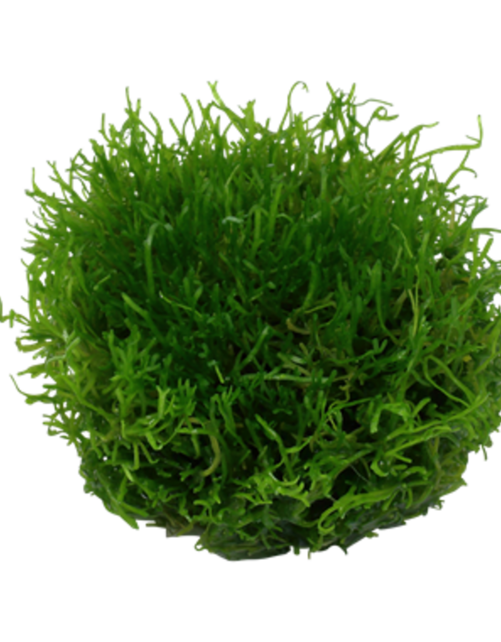 Tropica 1-2-GROW! Riccia fluitans