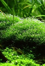 Tropica 1-2-GROW! Riccia fluitans