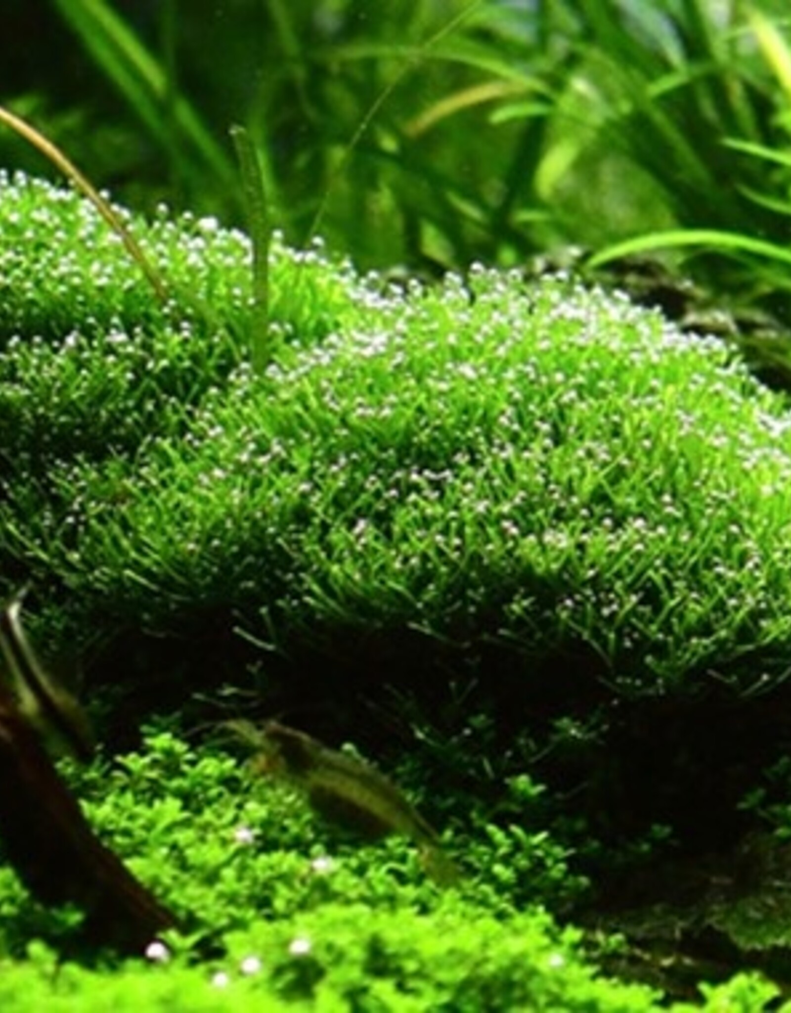 Tropica 1-2-GROW! Riccia fluitans