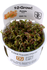 Tropica 1-2-GROW! Rotala 'Vietnam H'ra'