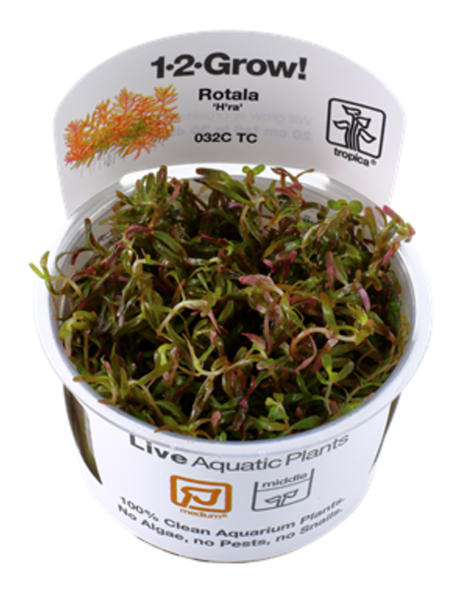 Tropica 1-2-GROW! Rotala rotundifolia 'Vietnam H'ra'