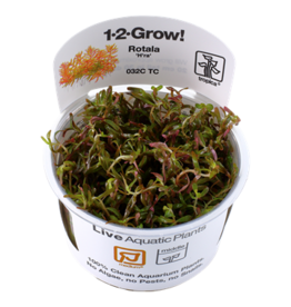 Tropica 1-2-GROW! Rotala rotundifolia 'Vietnam H'ra'