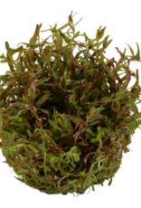 Tropica 1-2-GROW! Rotala 'Vietnam H'ra'