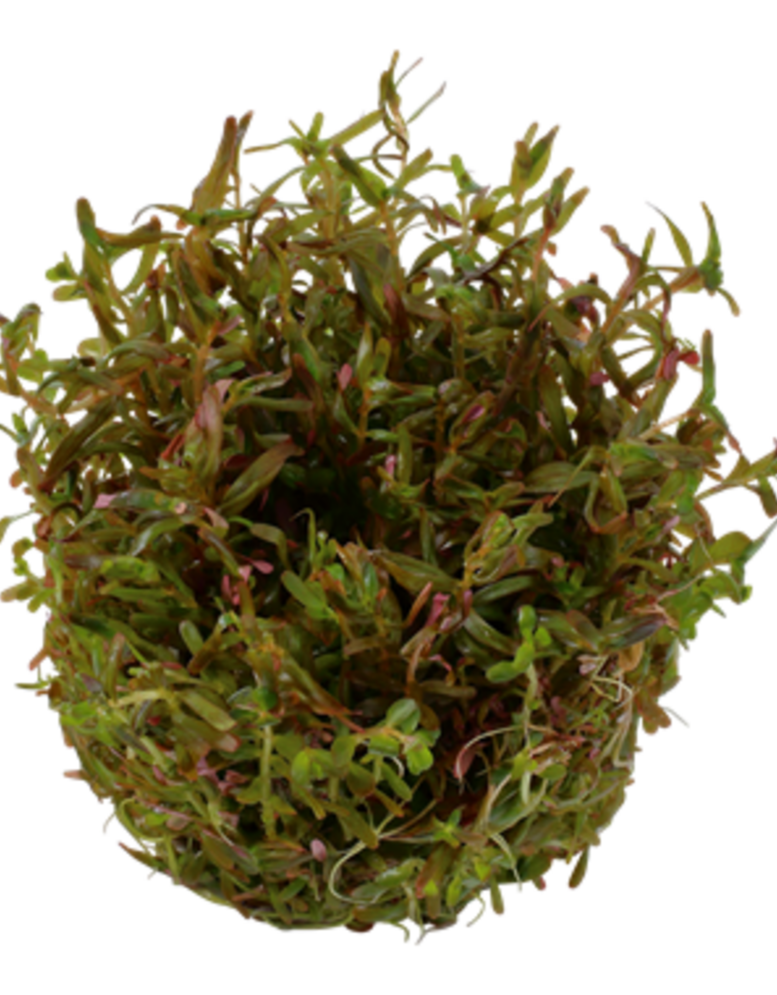 Tropica 1-2-GROW! Rotala rotundifolia 'Vietnam H'ra'