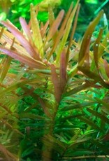 Tropica 1-2-GROW! Rotala rotundifolia 'Vietnam H'ra'