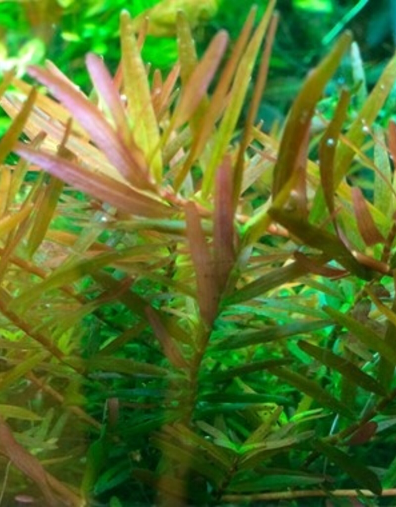 Tropica 1-2-GROW! Rotala rotundifolia 'Vietnam H'ra'